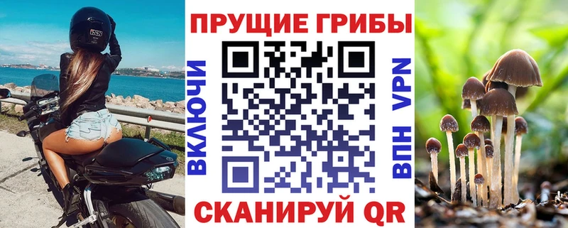 Галлюциногенные грибы Psilocybine cubensis  Кодинск 
